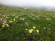 27 Gialle distese di pulsatilla alpina sulfurea
